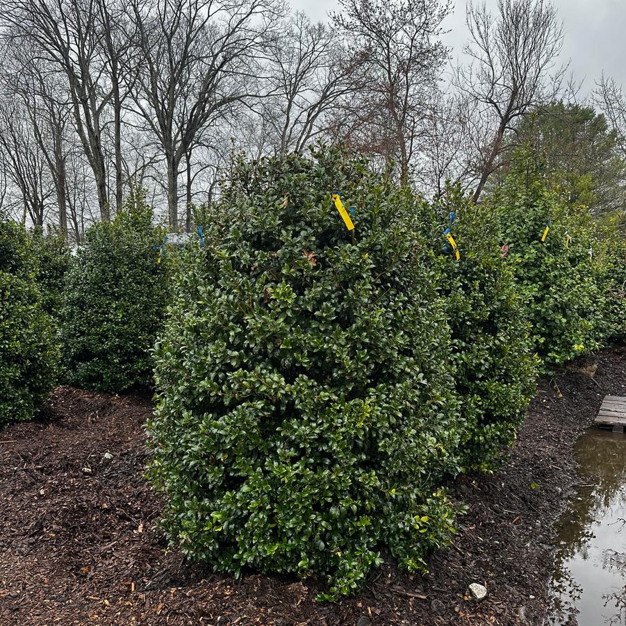 Ilex x meserveae Blue Princess