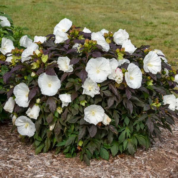 Hibiscus Summerific® Cookies and Cream