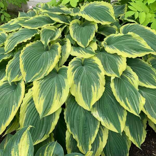 Hosta Drop-Dead Gorgeous