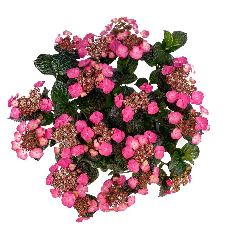 Hydrangea serrata Pink Dynamo