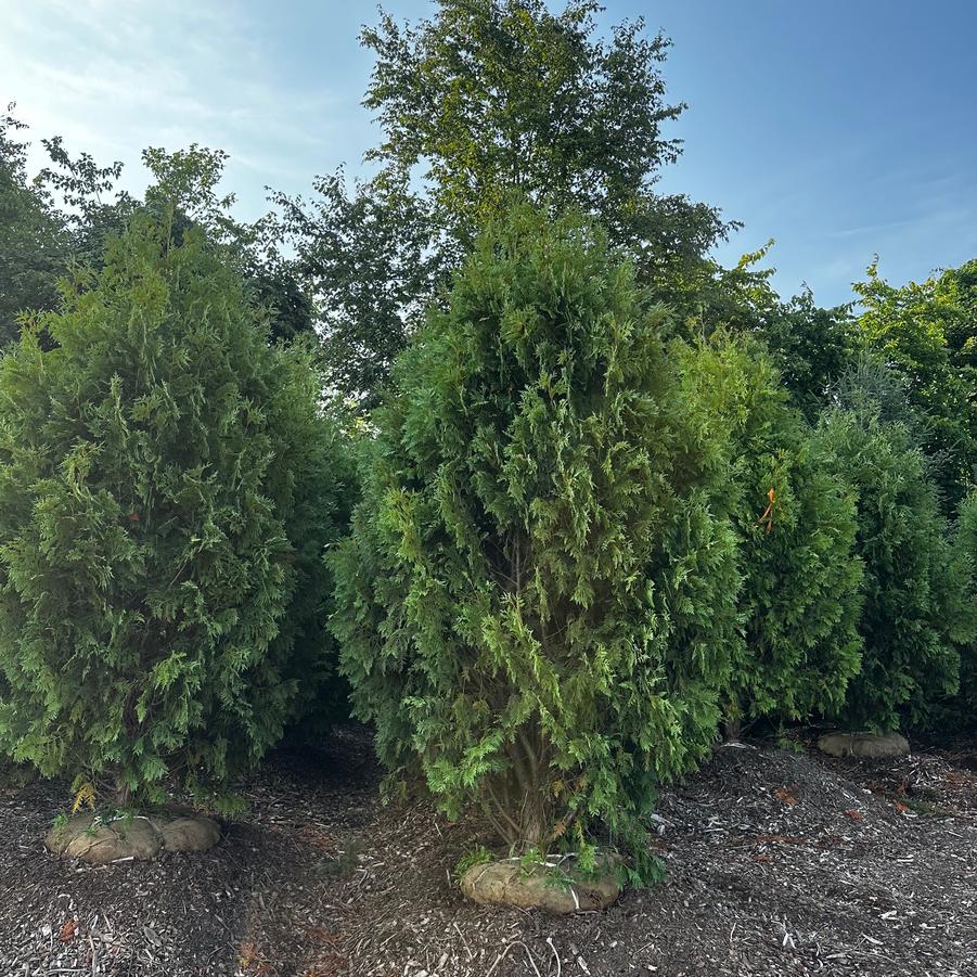 Thuja occidentalis Nigra