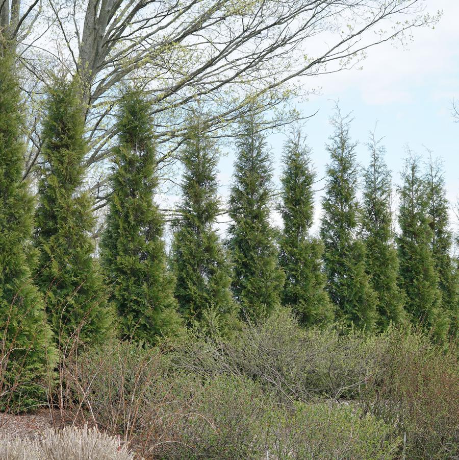 Thuja occidentalis American Pillar