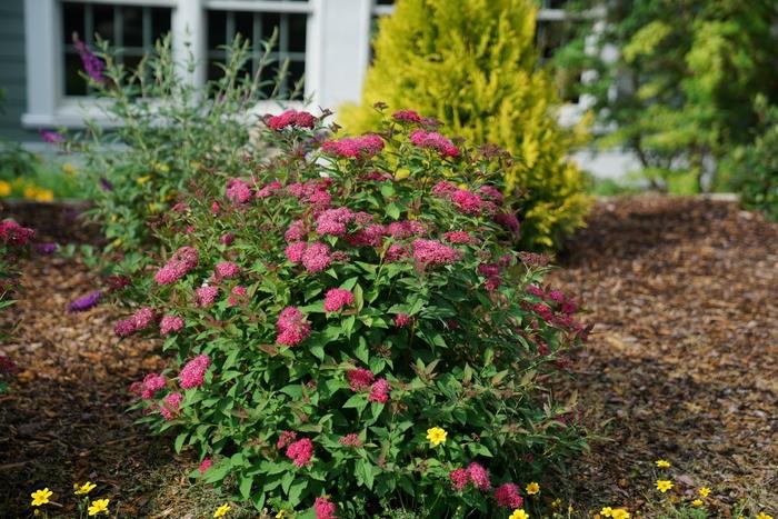 Spiraea Double Play Doozie®