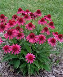 Echinacea Delicious Candy
