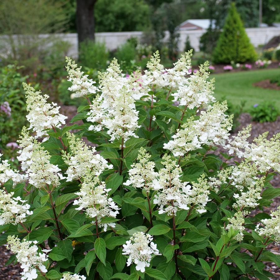Hydrangea paniculata Pinky Winky Prime®
