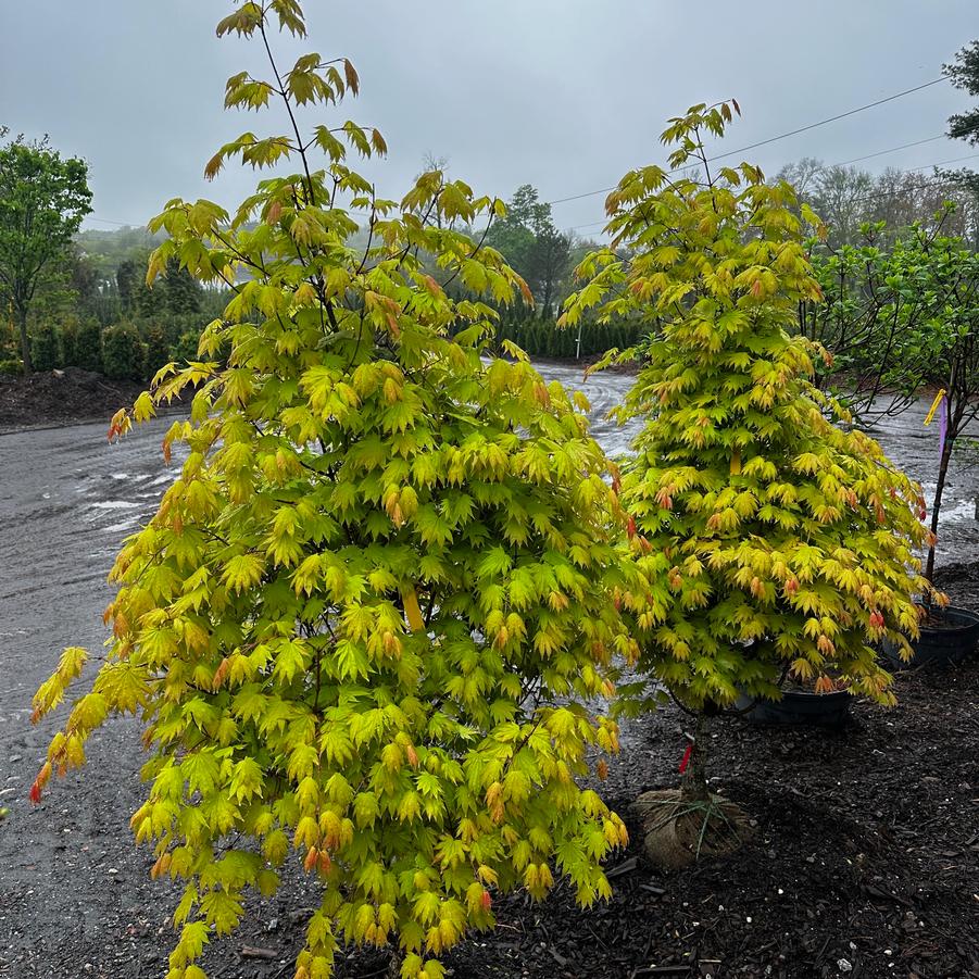Acer shirasawanum Moonrise&trade;