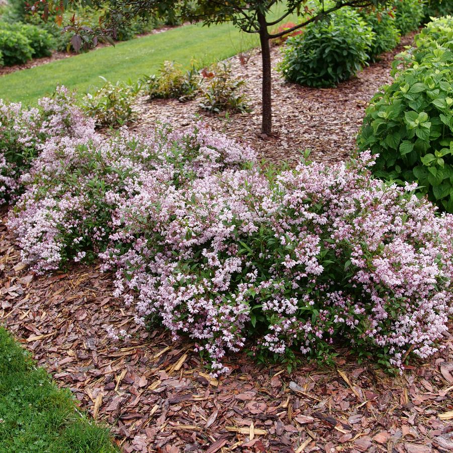 Deutzia Yuki Kabuki®