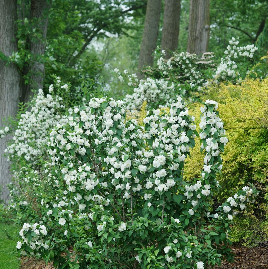 Philadelphus coronarius Illuminati Spice®