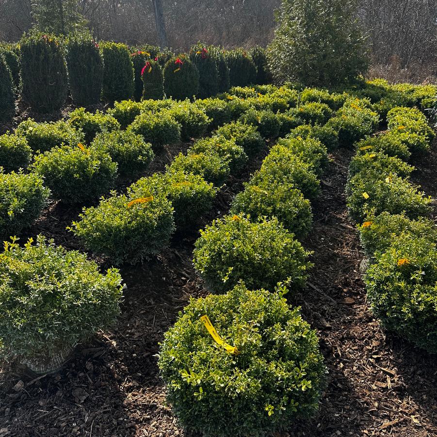 Buxus sinica var. insularis (microphylla) Tide Hill