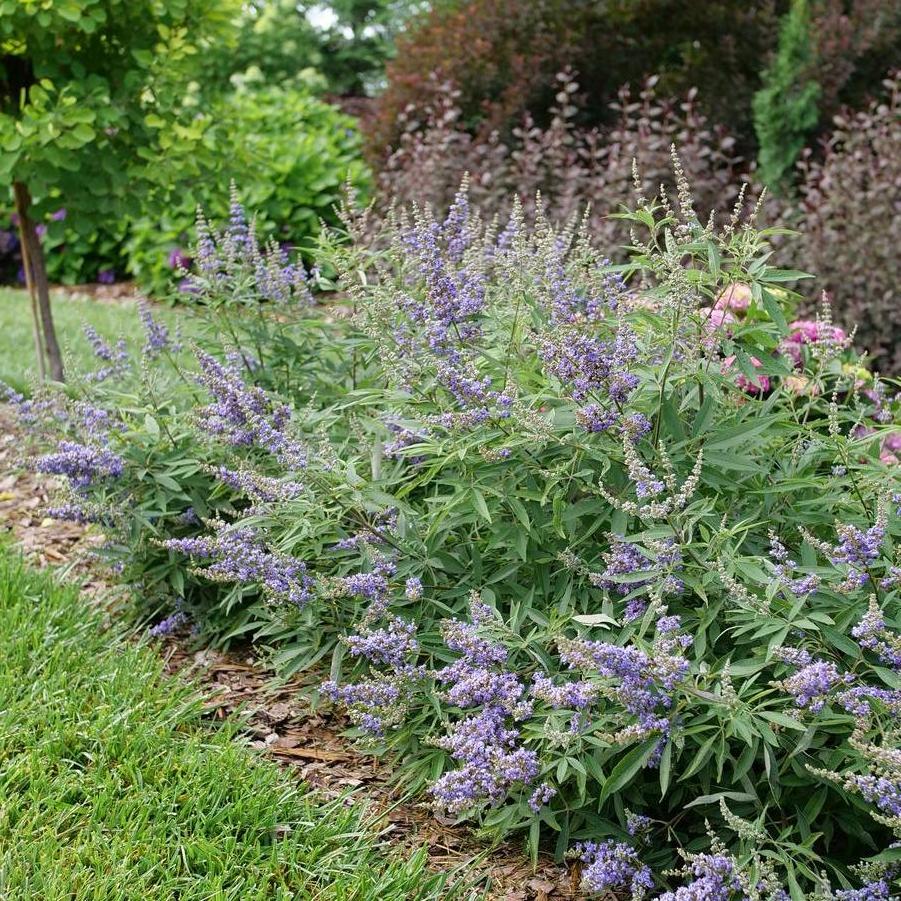 Vitex agnus-castus Rock Steady®