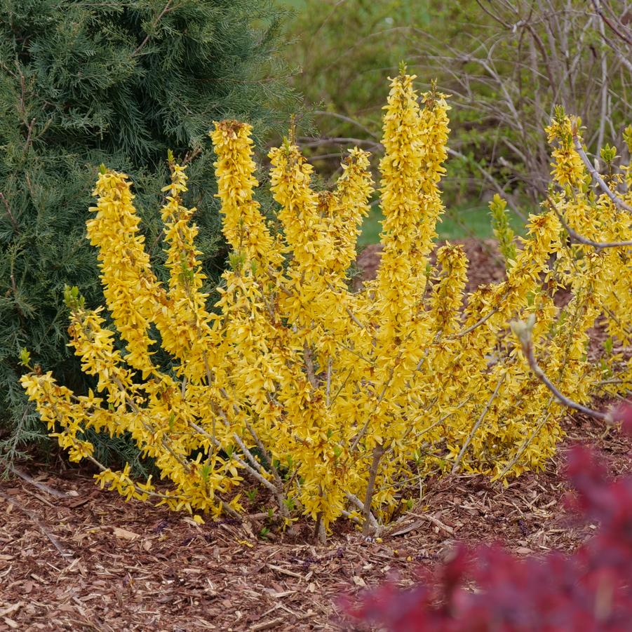 Forsythia x intermedia Show Off® Sugar Baby®