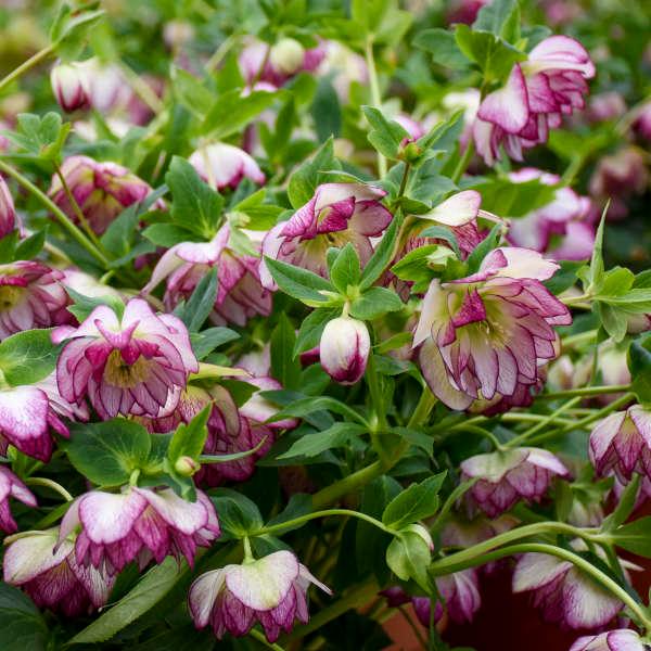 Helleborus Wedding Party® Blushing Bride