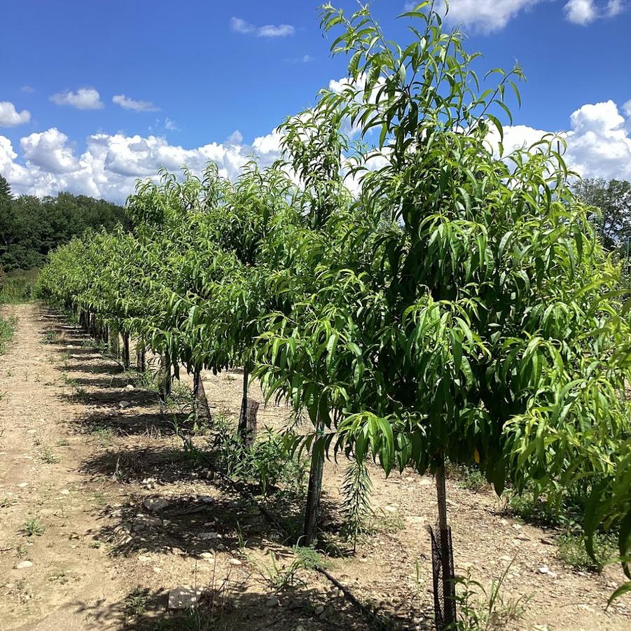 Prunus persica Red Haven