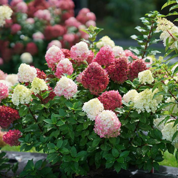 Hydrangea paniculata Little Lime Punch™