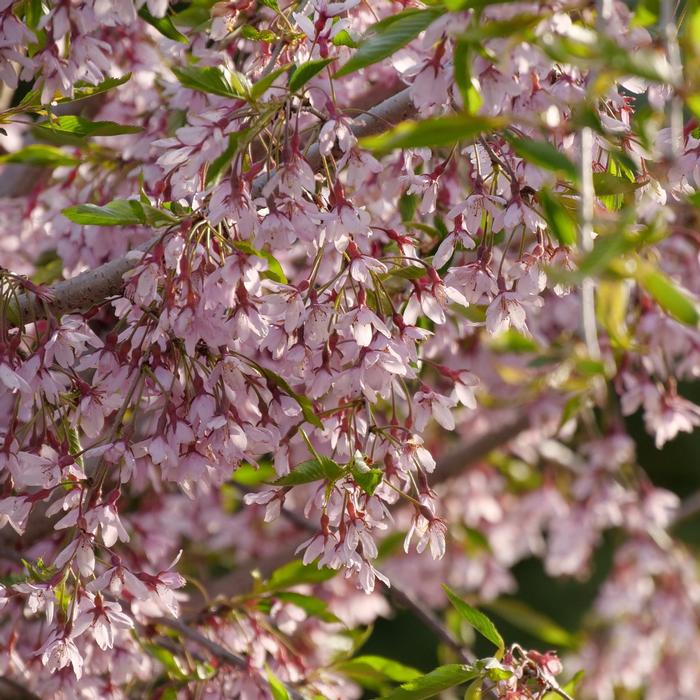 Prunus Pink Snow Showers™