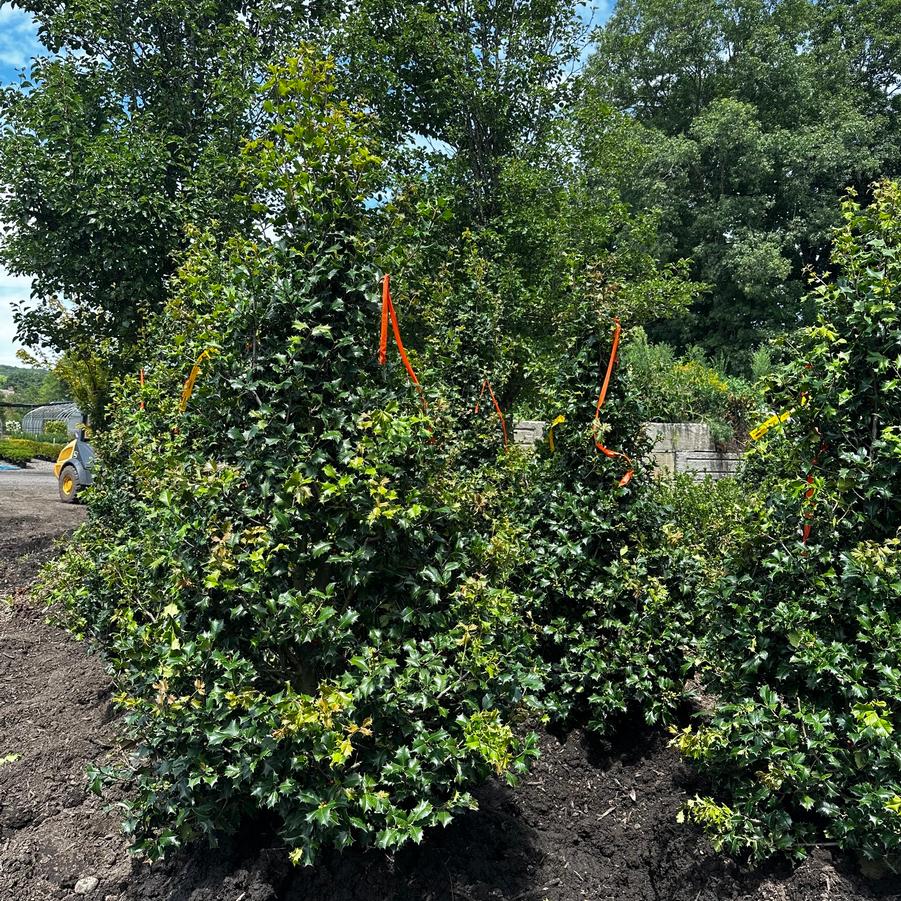 Ilex opaca Wyetta