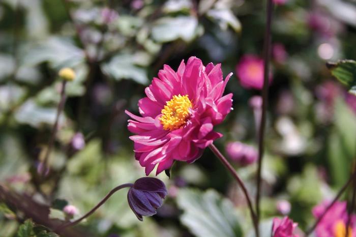 Anemone hupehensis var. japonica Pamina