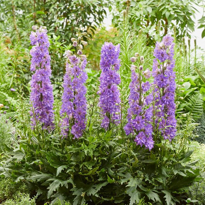 Delphinium Delgenius&trade; Breezin'