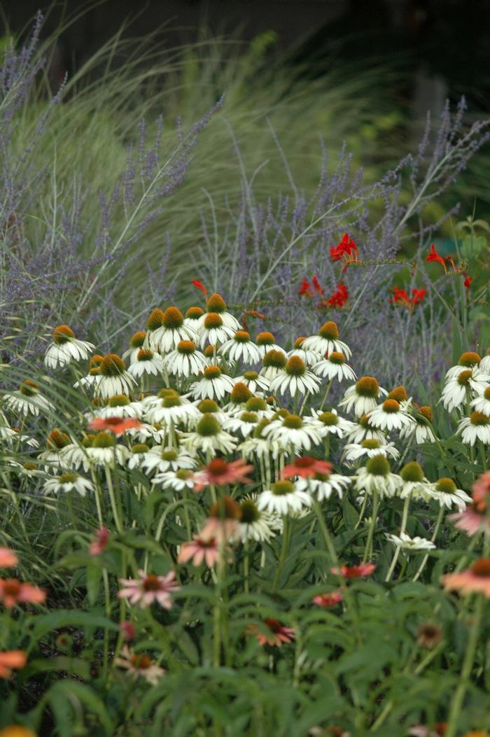 Echinacea purpurea White Swan