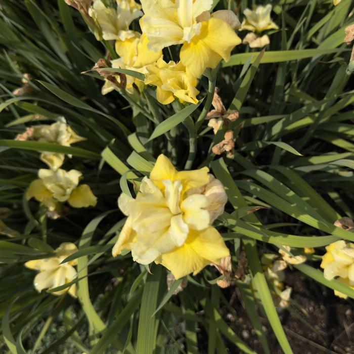 Iris sibirica Sunfisher