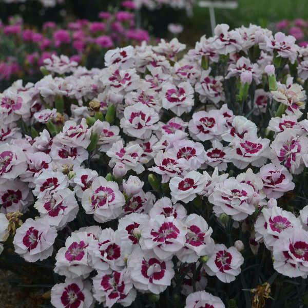 Dianthus Pretty Poppers&trade; Kiss & Tell
