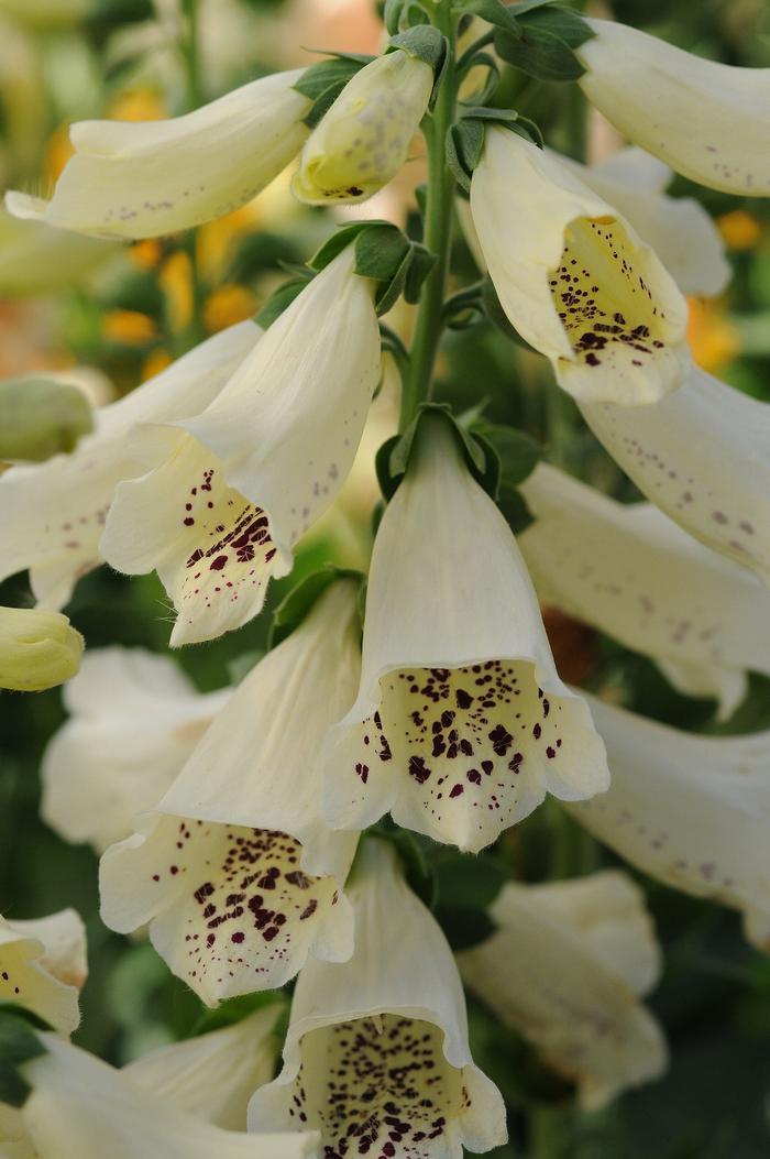 Digitalis purpurea Dalmatian Cream