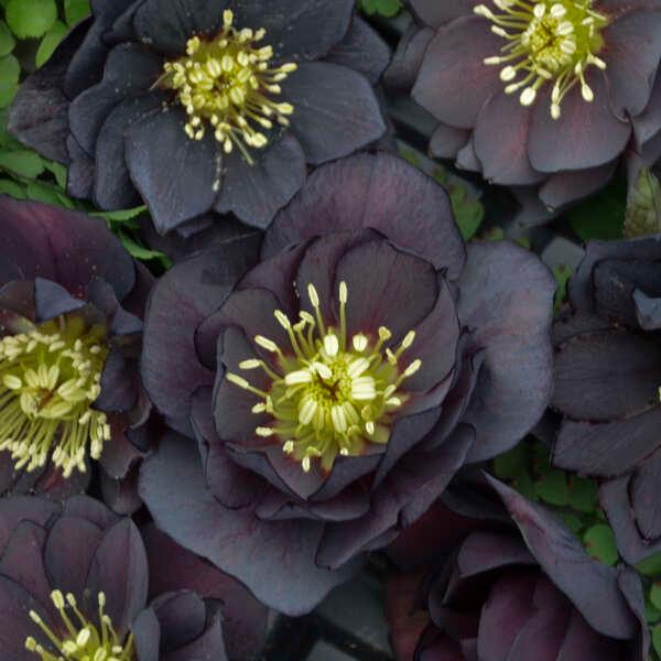 Helleborus Wedding Party&reg; Dark & Handsome