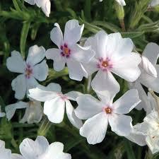 Phlox subulata Amazing Grace