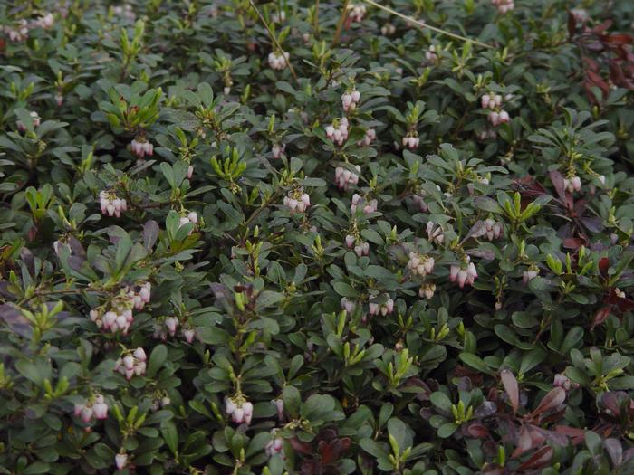 Arctostaphylos uva-ursi Massachusetts