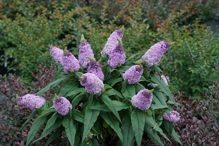 Buddleia Pugster Amethyst&reg;