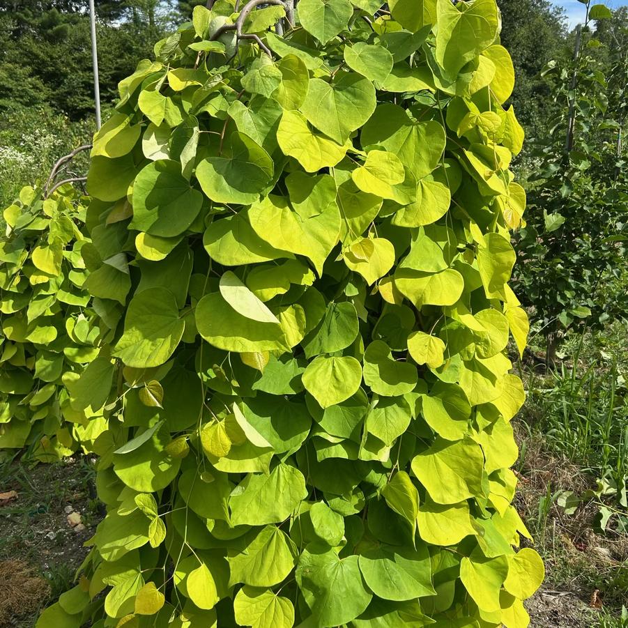 Cercis canadensis Golden Falls&reg;