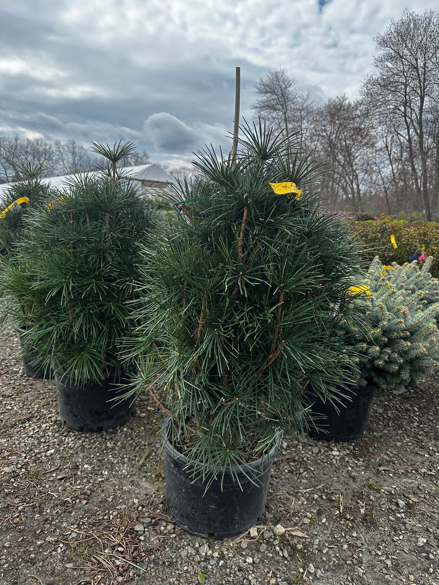 Sciadopitys verticillata Winter Green