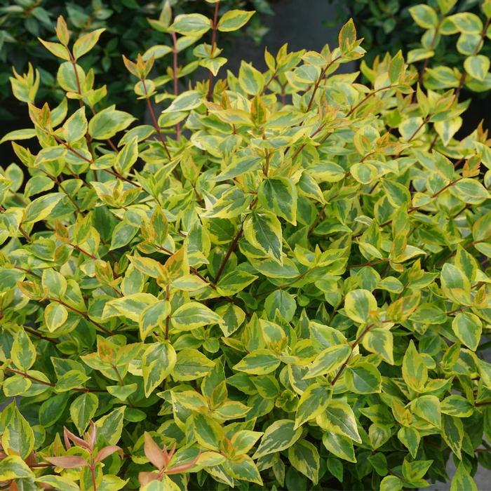 Abelia x grandiflora Brilliantina&reg;