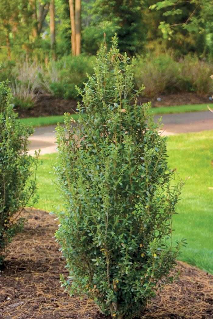 Ilex crenata Sky Box&reg;