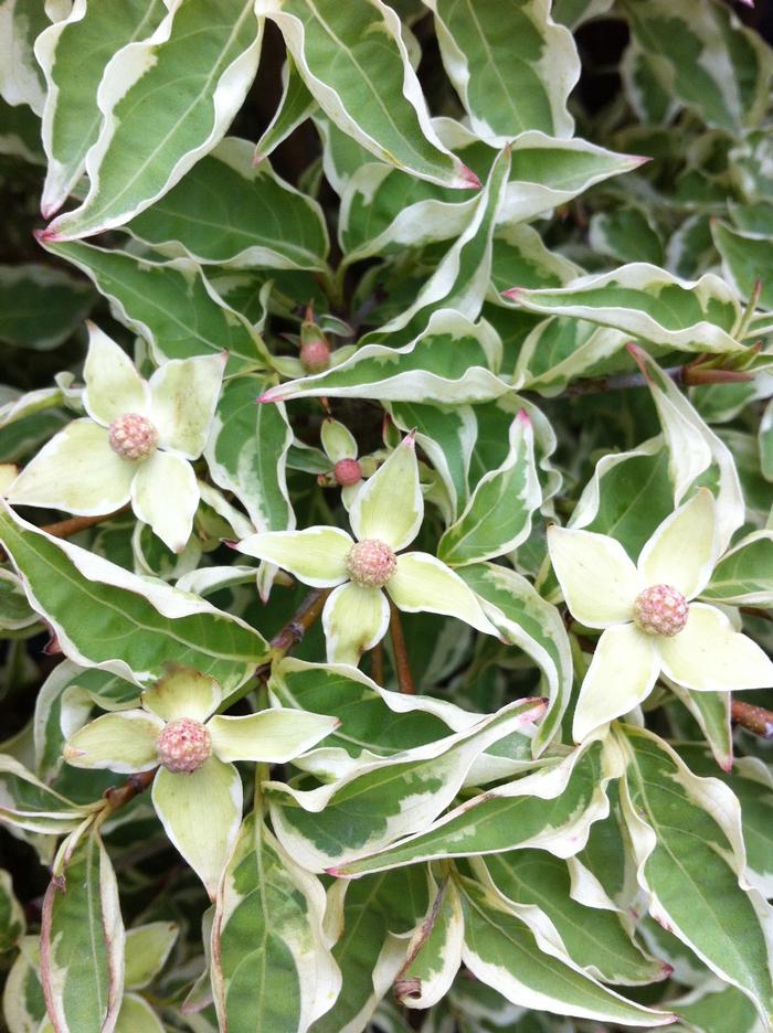 Cornus kousa Wolf Eyes