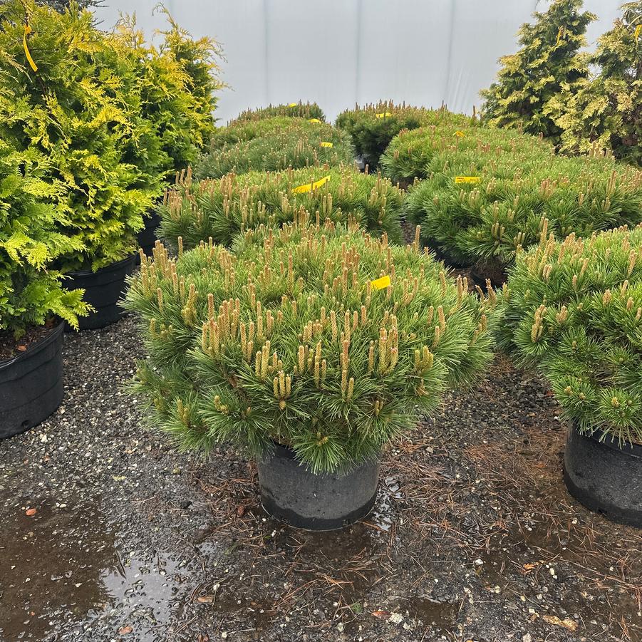 Pinus nigra Pierrick Bregeon Brepo