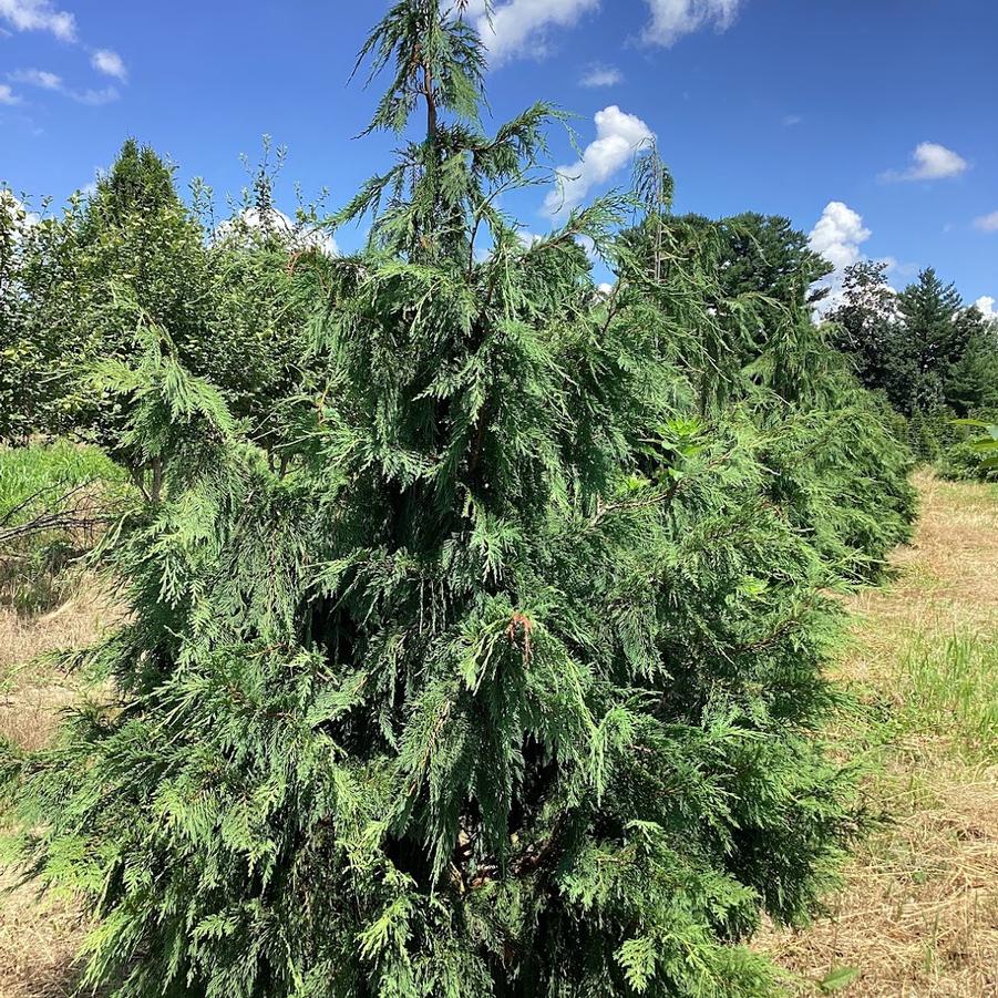 Chamaecyparis nootkatensis 