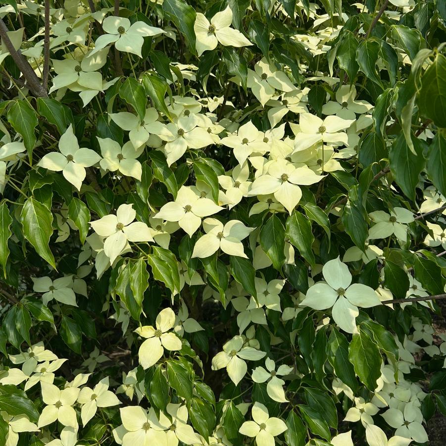 Cornus kousa Greensleeves