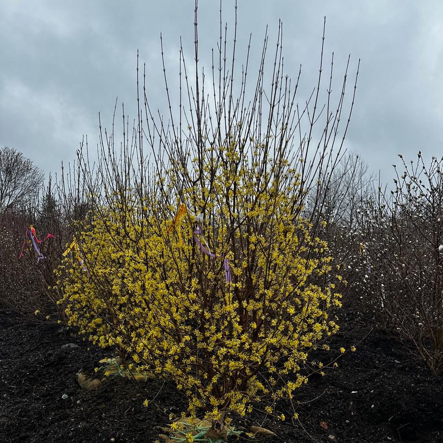 Cornus mas Spring Glow