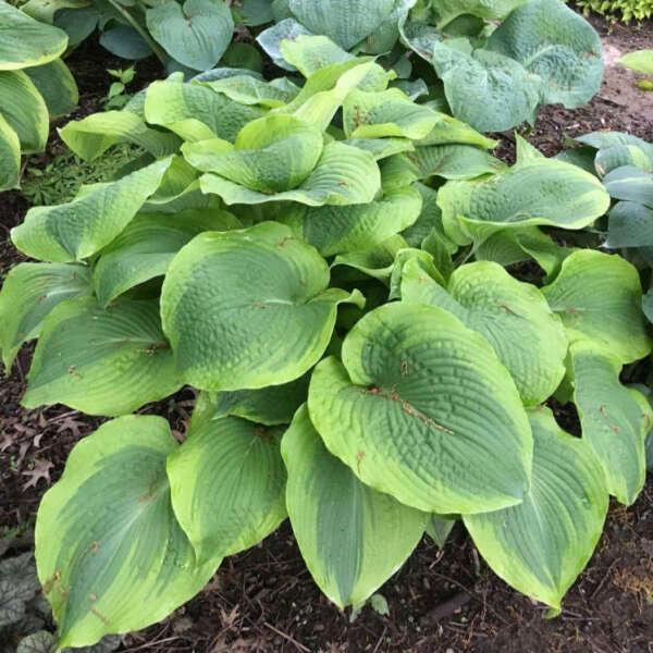 Hosta Twin Cities