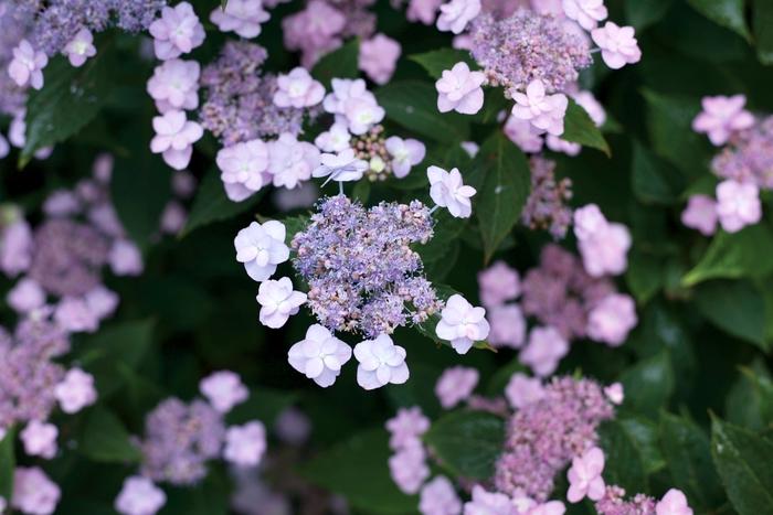 Hydrangea serrata Tiny Tuff Stuff™
