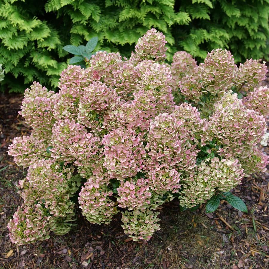 Hydrangea paniculata Tiny Quick Fire®