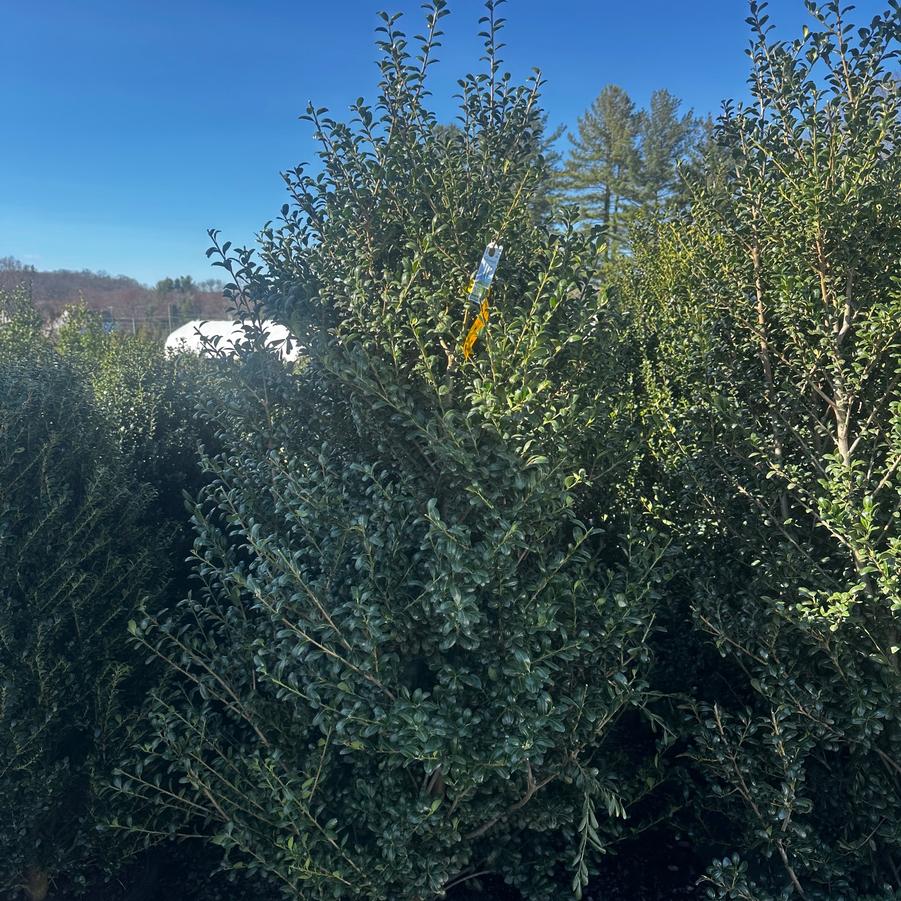 Ilex crenata Chesapeake