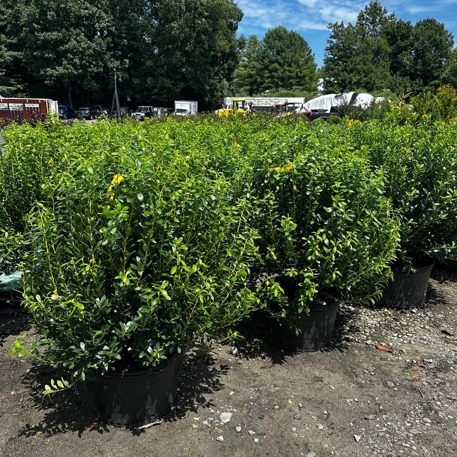Ilex glabra Densa