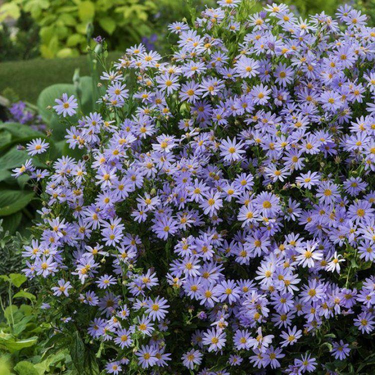 Kalimeris incisa Blue Star