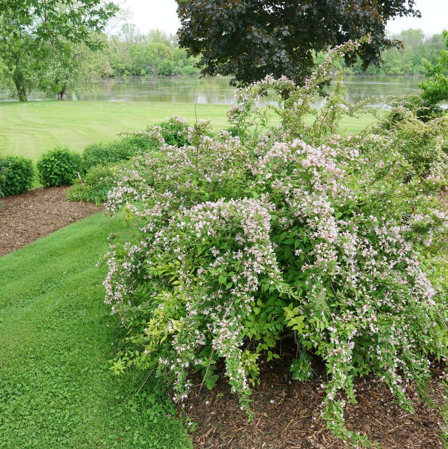 Kolkwitzia amabilis Jolene Jolene®