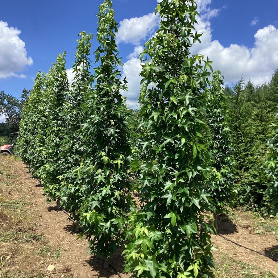 Liquidambar styraciflua Slender Silhouette