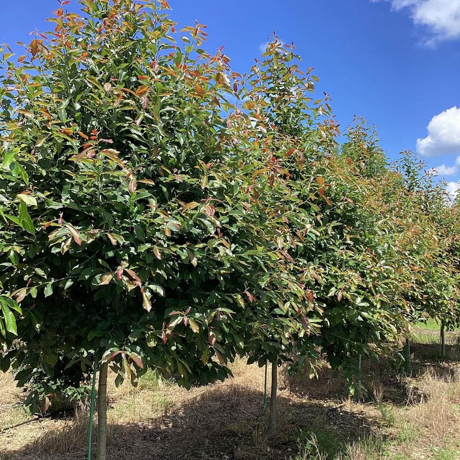 Nyssa sylvatica Wildfire