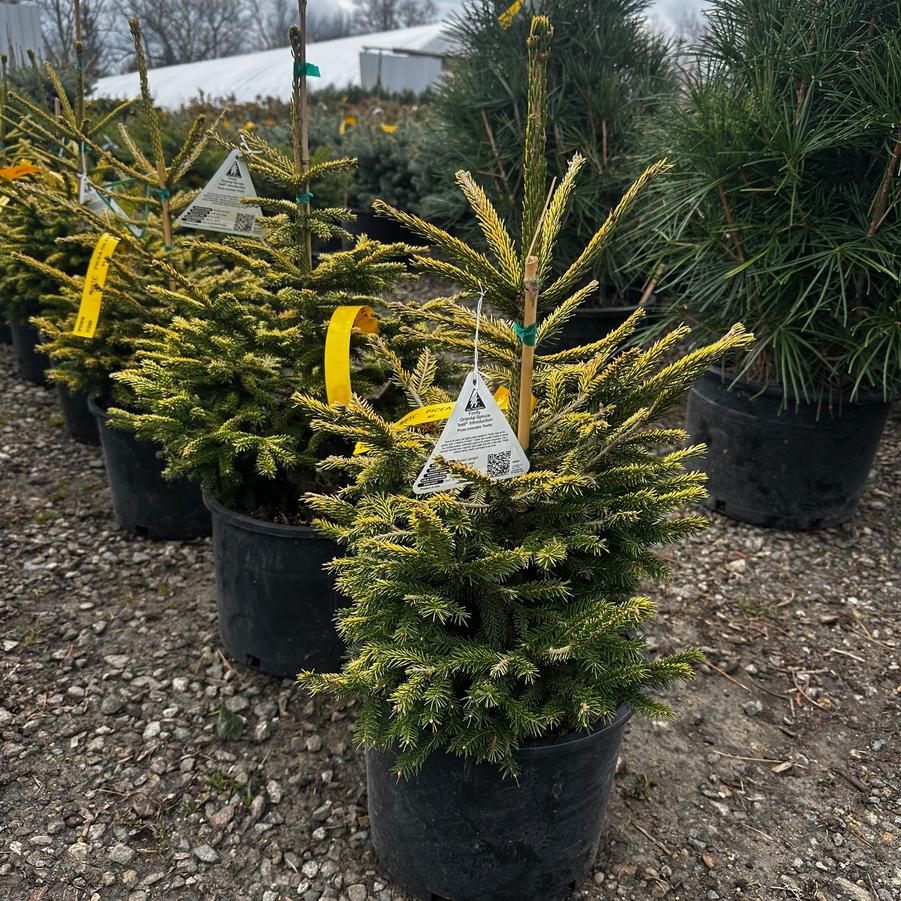 Picea orientalis Firefly