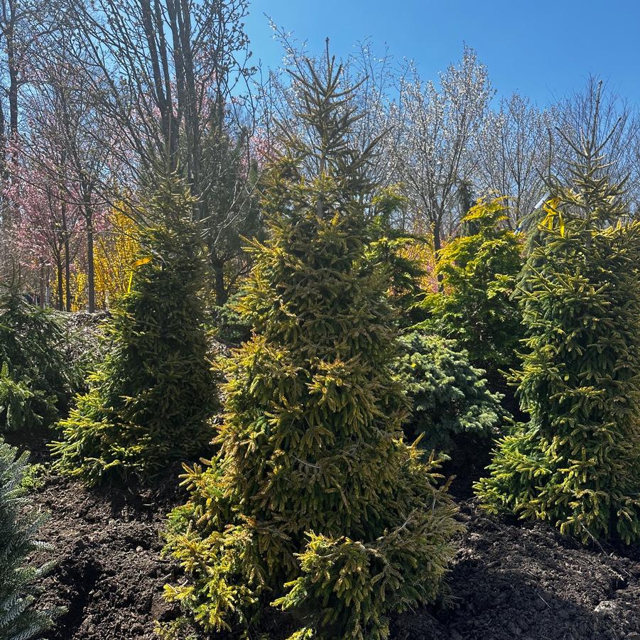 Picea orientalis Skylands